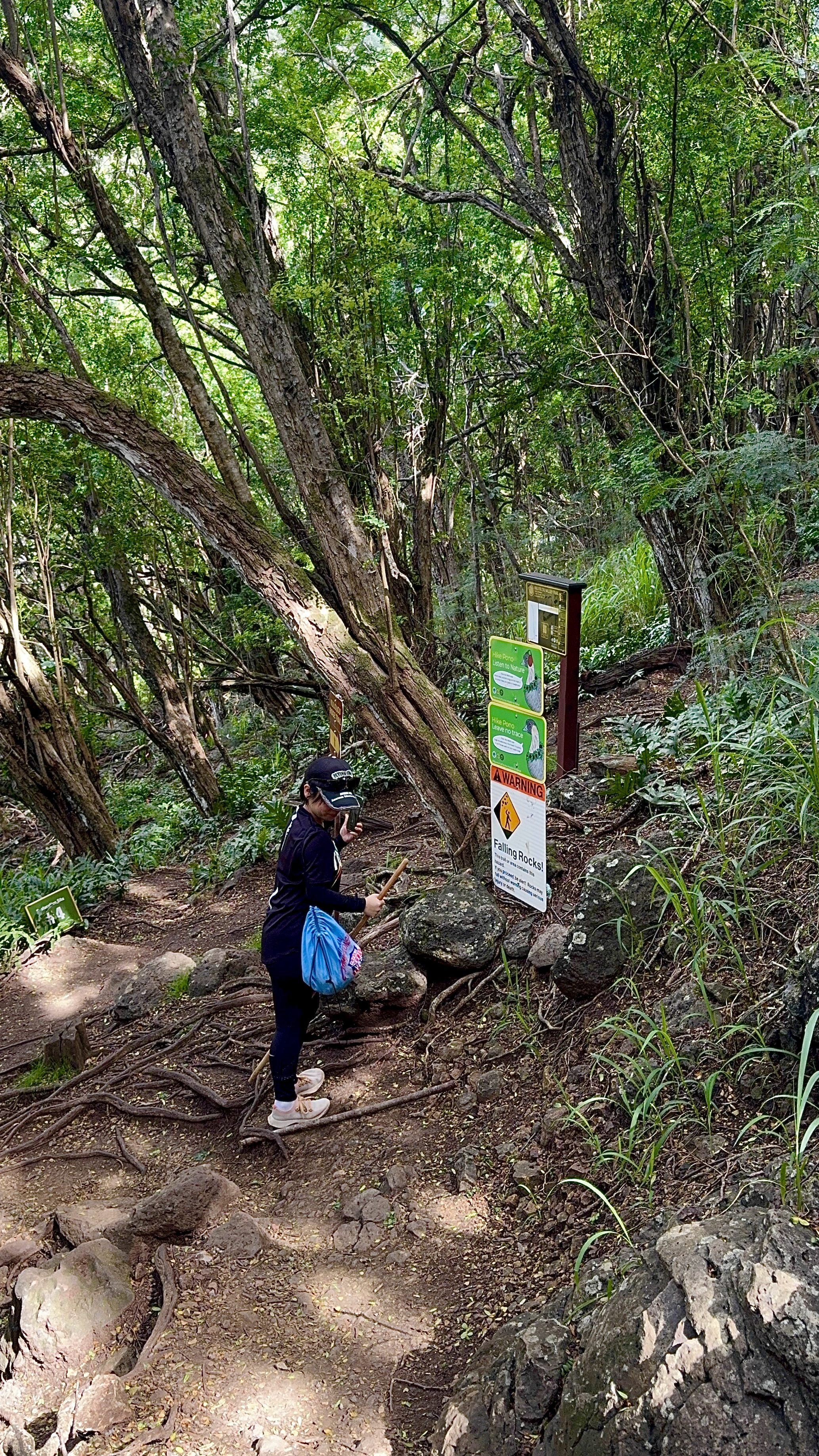 Ayumi at the start of the Kuliouou Ridge Trail, reading the warning signs surrounded by dense forest and exposed roots