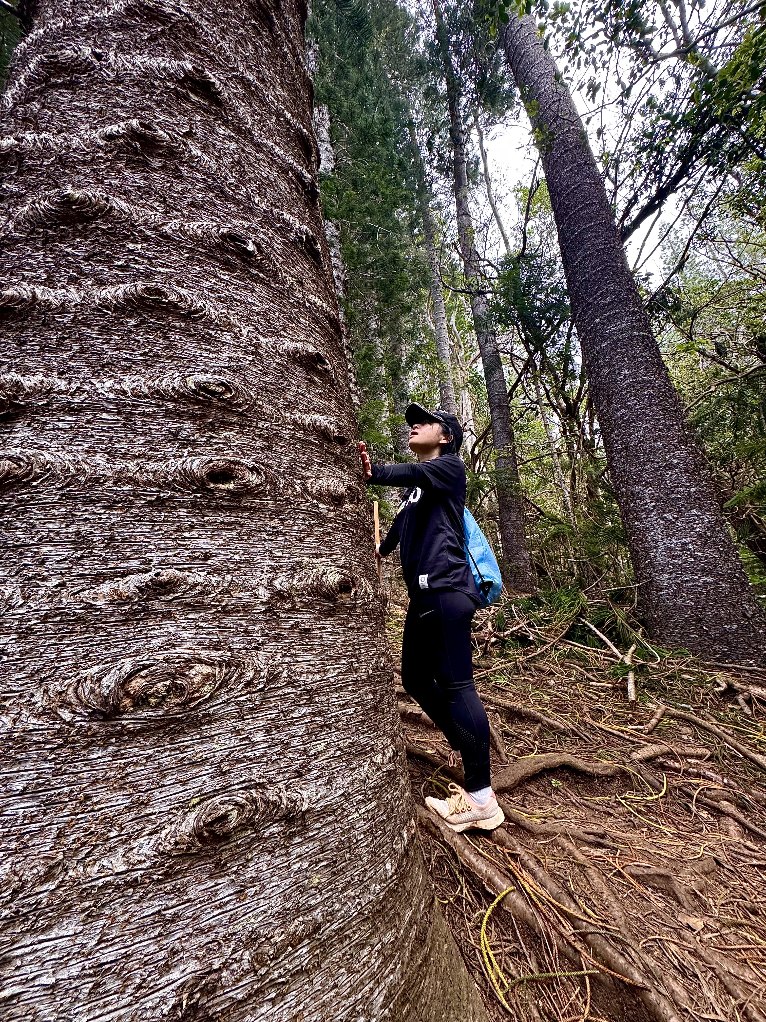 Ayumi looking up at a massive Norfolk pine tree along the Kuliouou Ridge Trail, its texture filling the frame