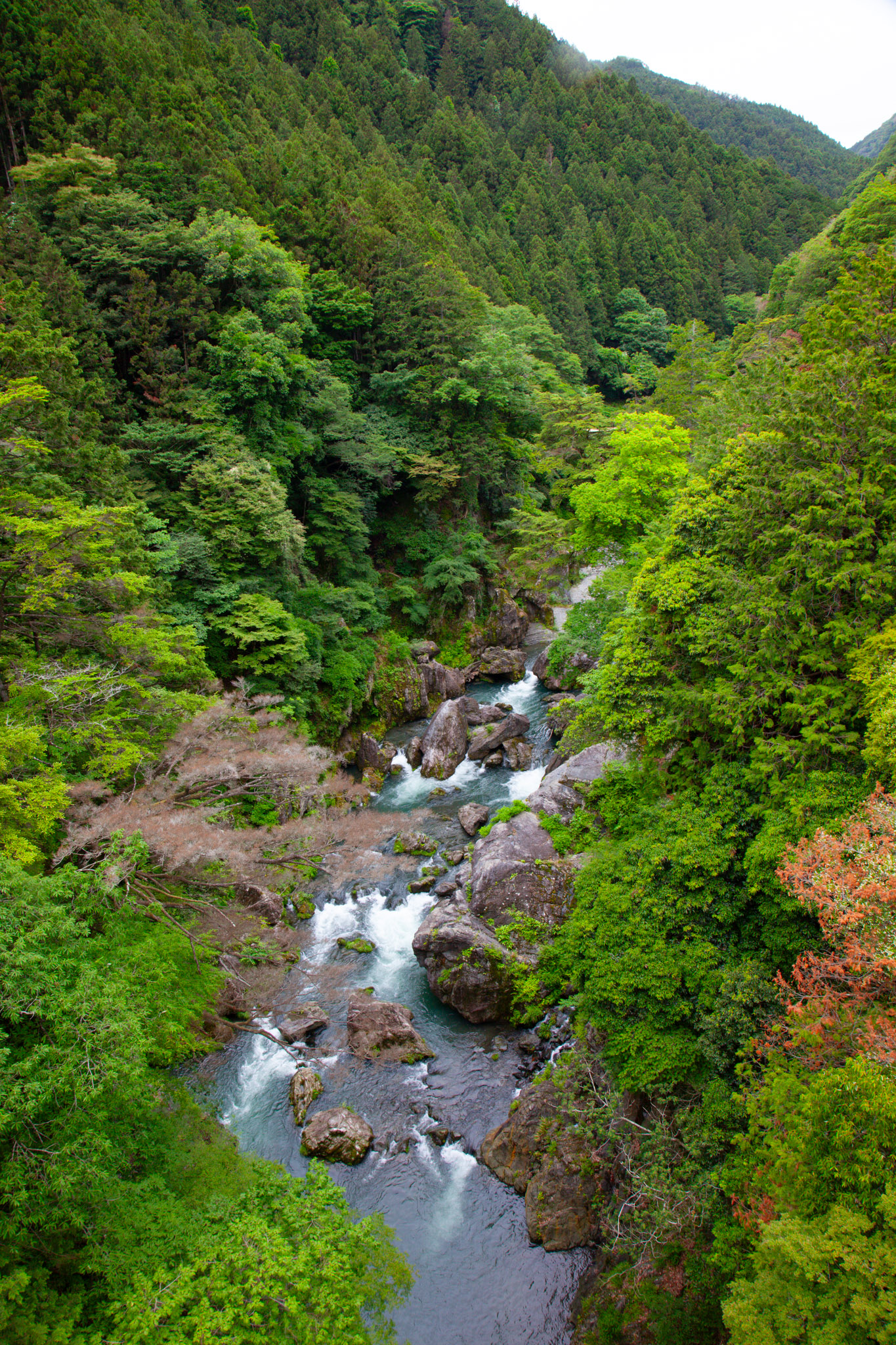 Hatonosu Gorge from above — the Tama River winding through a steep, densely forested valley, white water breaking over boulders, a single maple turning red among the green