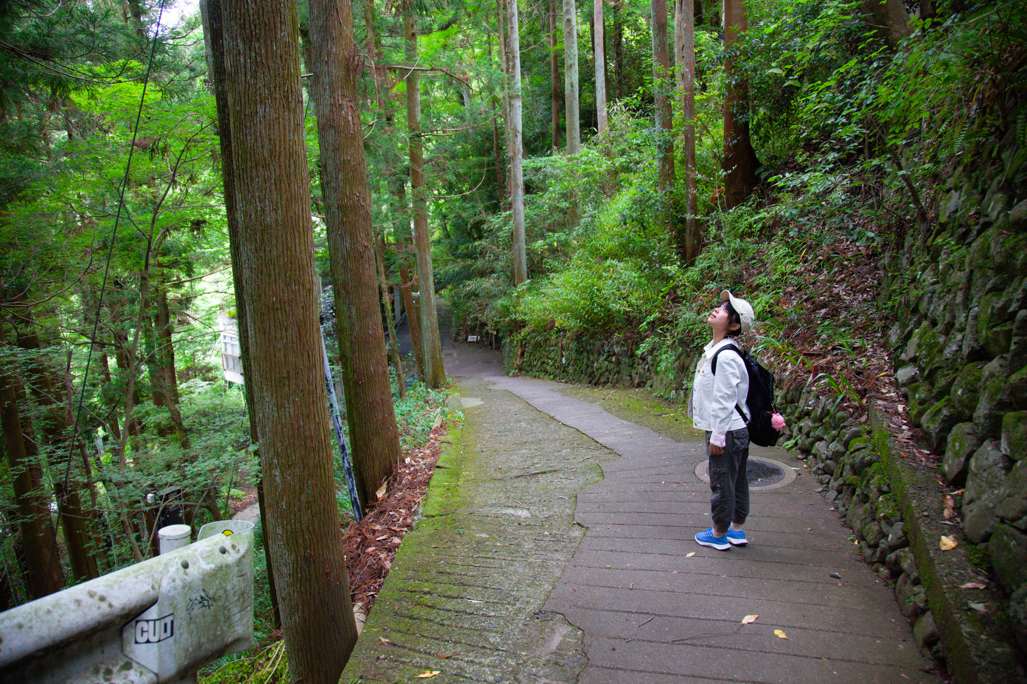 Ayumi on the gorge promenade — a paved path winding through tall cedar trunks and mossy stone walls, looking up into the forest canopy