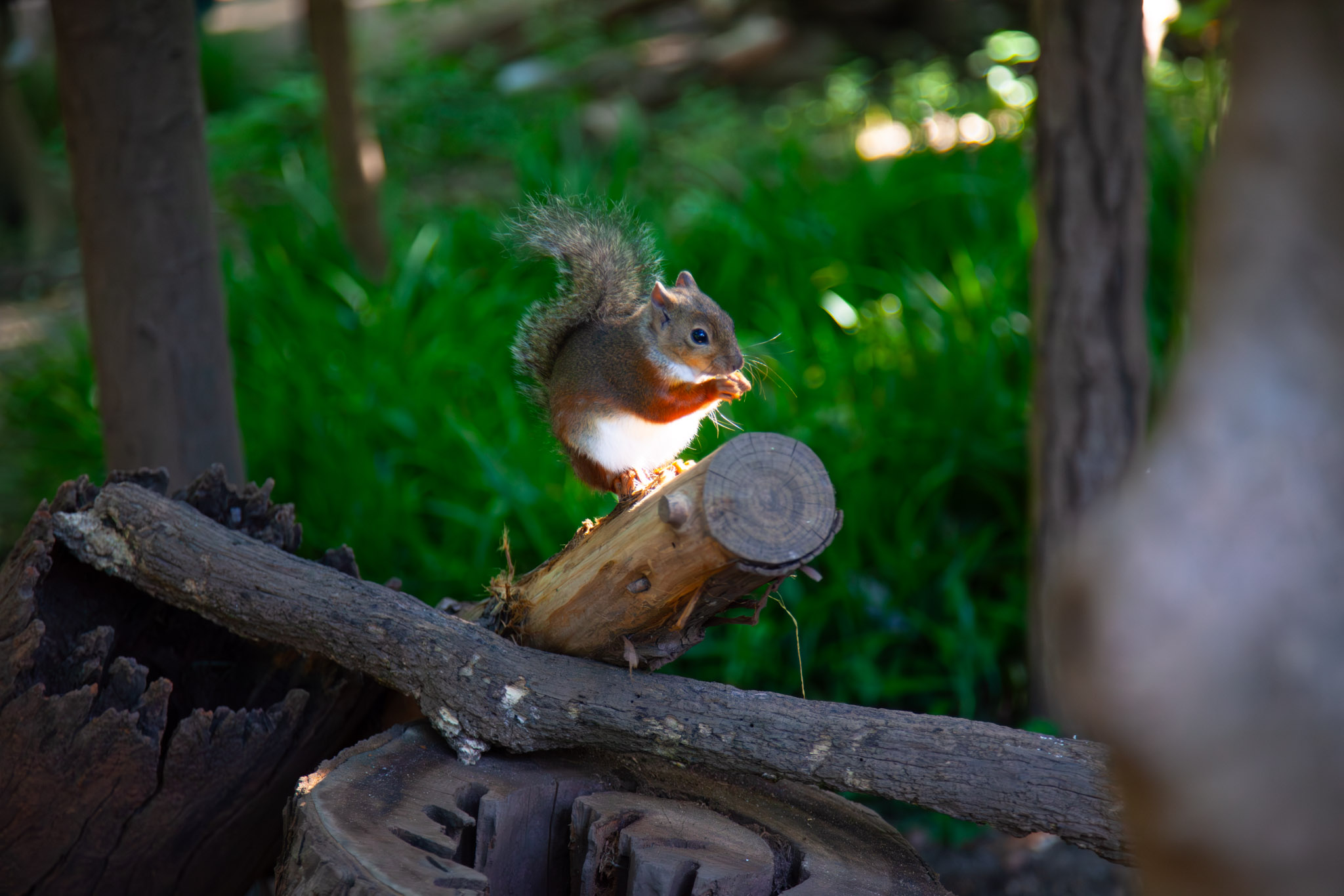 A Japanese squirrel with a bushy tail perched on a cut log in the Inokashira Park zoo squirrel enclosure, nibbling a seed held in its paws, bright green grass behind