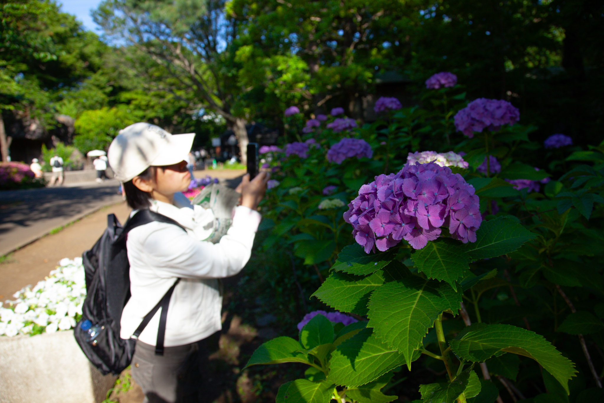 Ayumi photographing a large purple hydrangea bloom with her phone in Inokashira Park, more hydrangeas and white flowers along a sunlit path behind her
