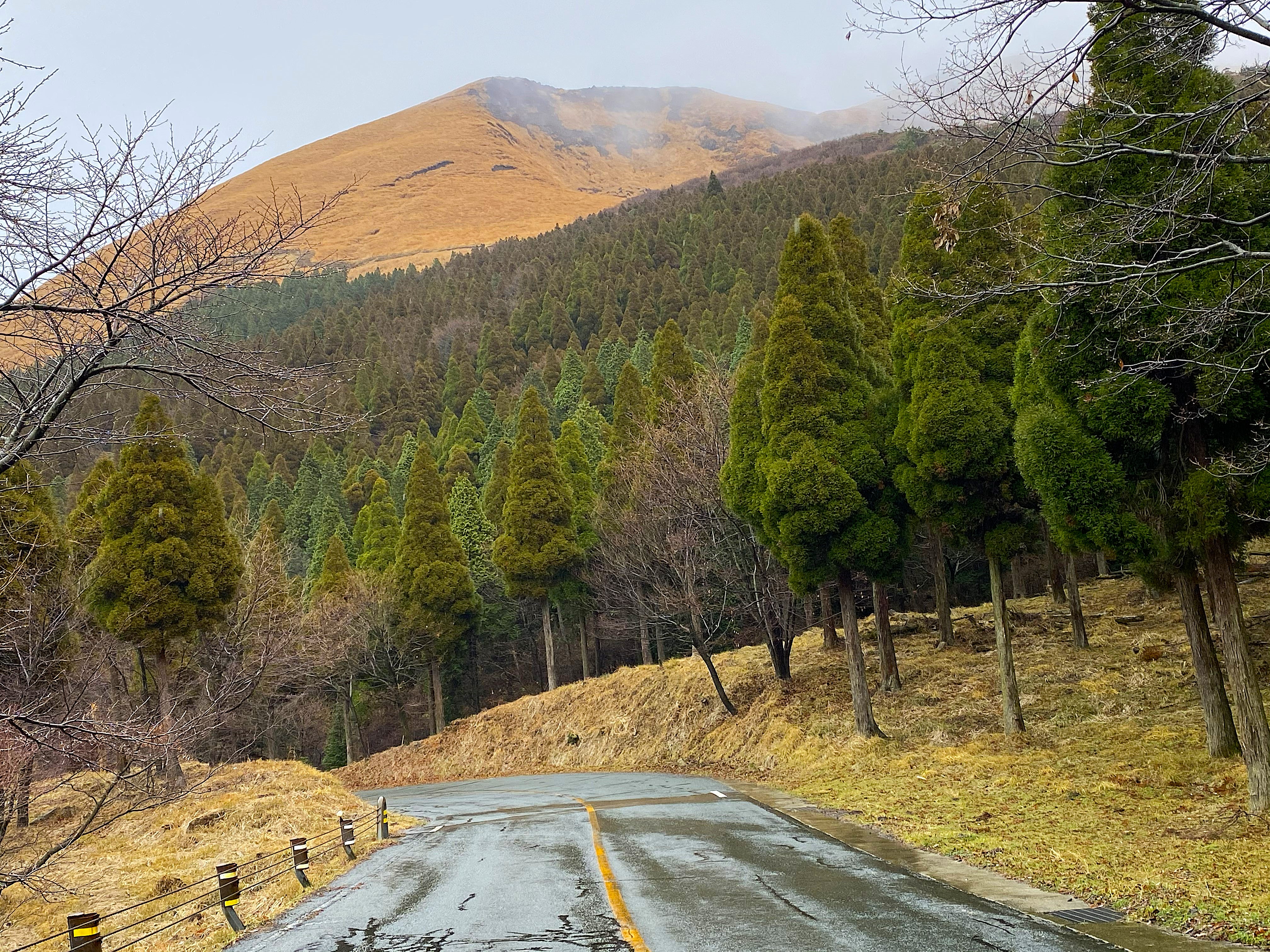 Wet two-lane mountain road in the Aso region lined on both sides with sugi, golden brown volcanic peak visible above the treeline, mist hanging in the valley below