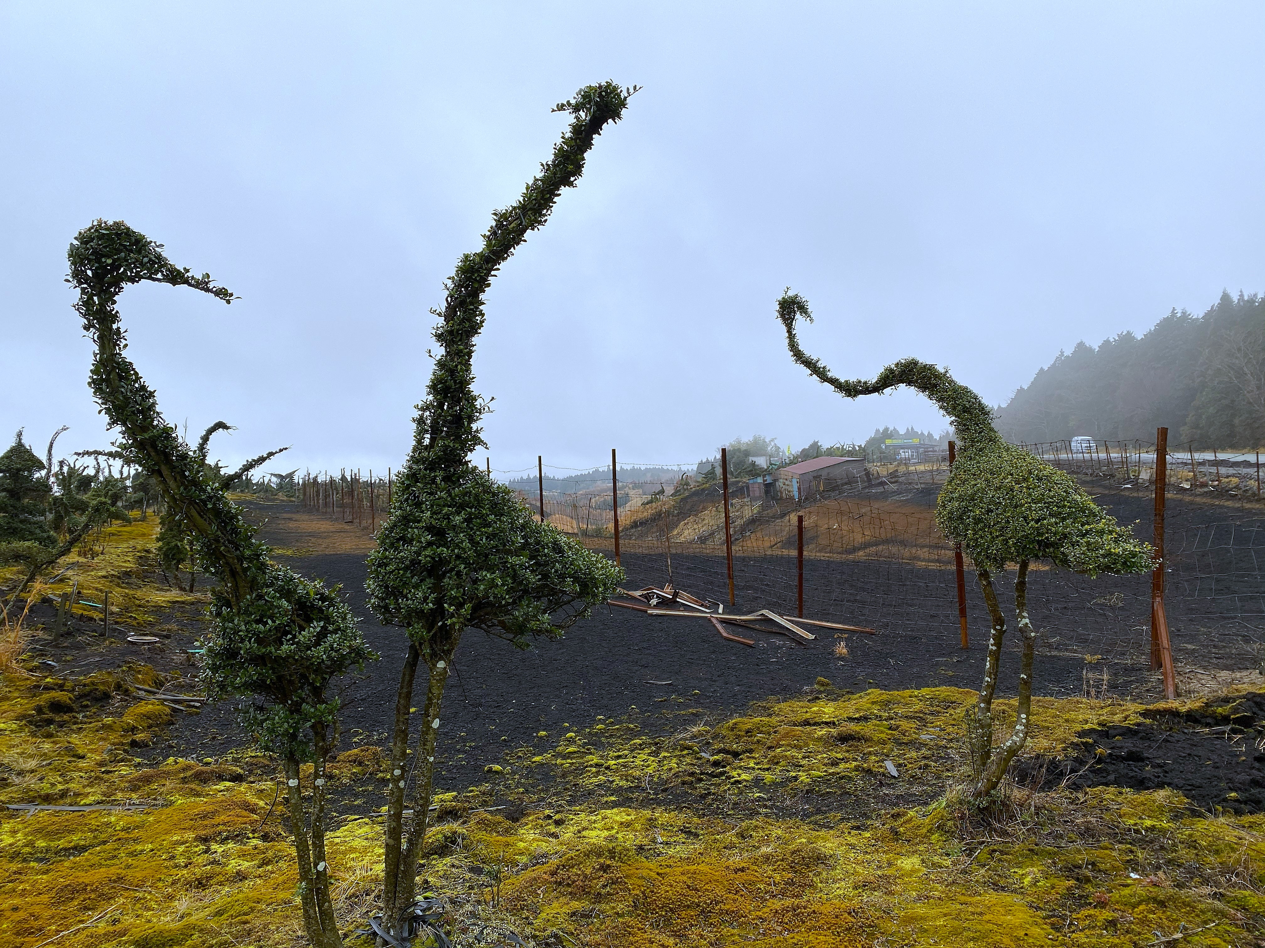 Roadside topiary sculptures shaped into long-necked dinosaur-like creatures set against black volcanic soil and yellow-green moss near Aso — figures formed from twisted living branches, fog in the background