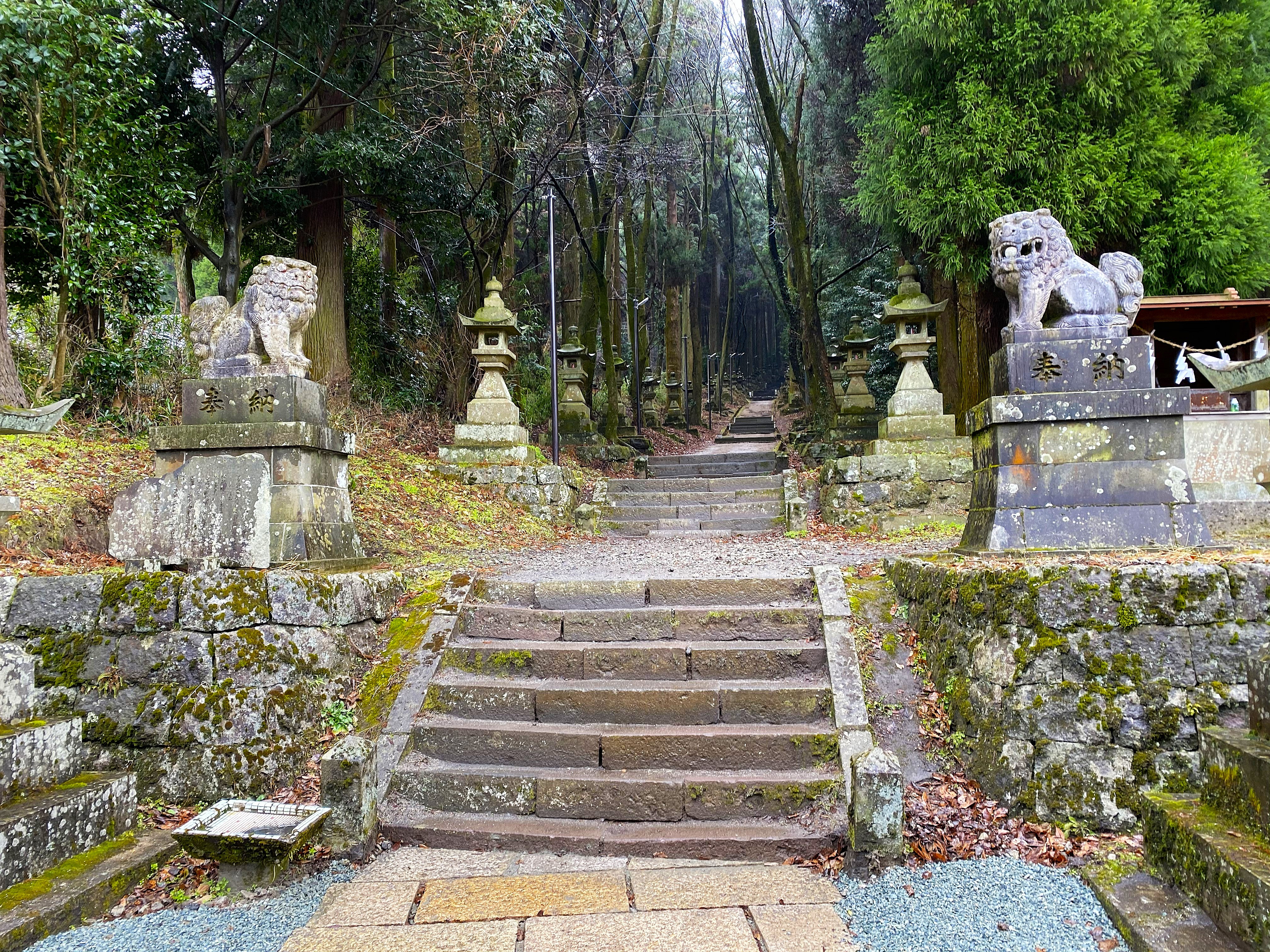 Wide stone steps at Kamishikimi Kumanoimasu Shrine flanked by moss-covered komainu on raised pedestals, stone lanterns lining the path up through the forest — the bases inscribed 奉納, offered in dedication