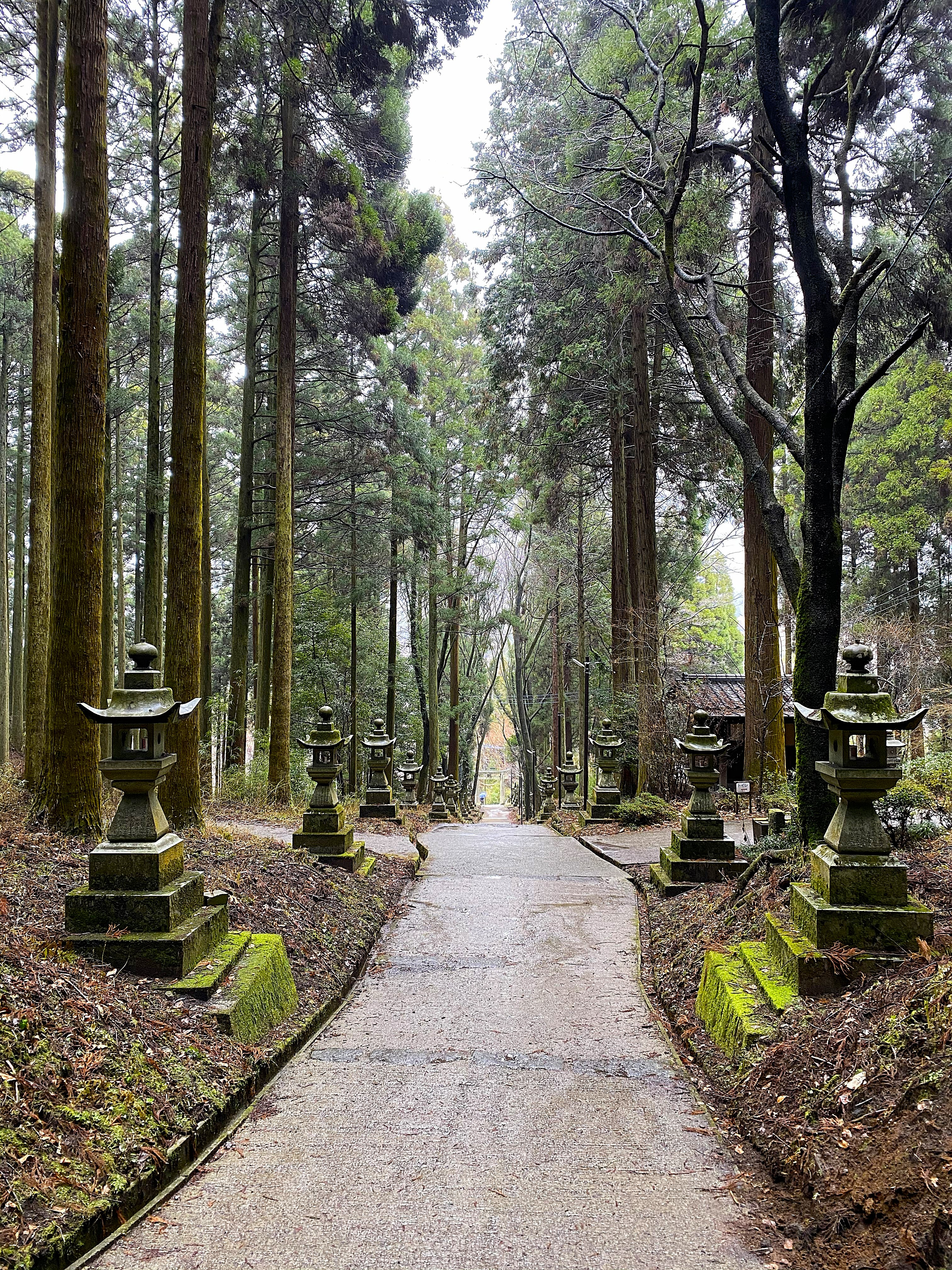 Flat stone walkway at Kamishikimi Kumanoimasu Shrine lined on both sides with moss-covered stone lanterns and towering sugi — perfectly symmetrical, a torii gate visible at the far end, fallen leaves along the edges
