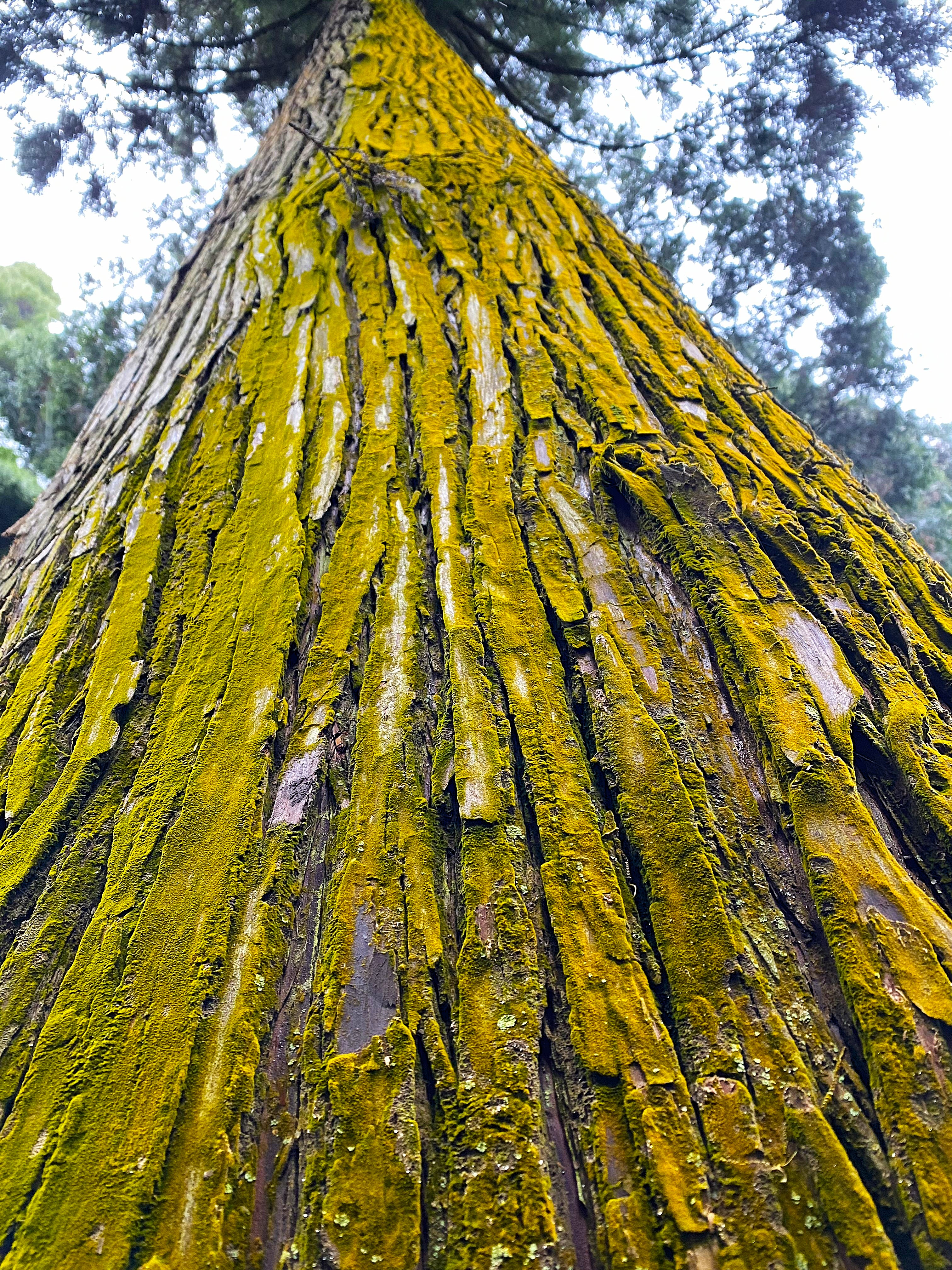 Looking straight up at the base of a massive sugi at Kamishikimi Kumanoimasu Shrine — the trunk is covered in thick bands of bright yellow-green moss running vertically up the bark, canopy disappearing into overcast sky far above