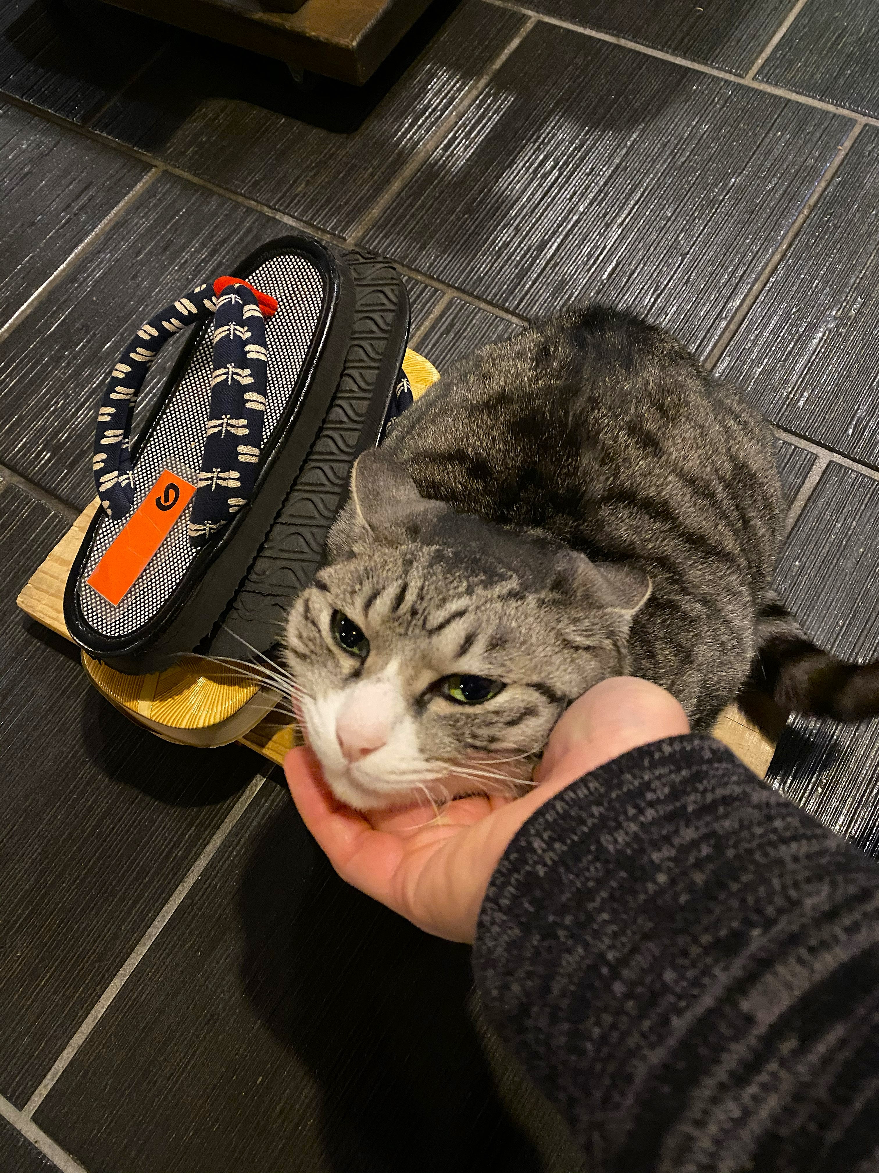 John's hand cupping the chin of the Waraku tabby cat at checkout — the cat resting against the ryokan sandals on the dark tiled floor, tolerating the goodbye