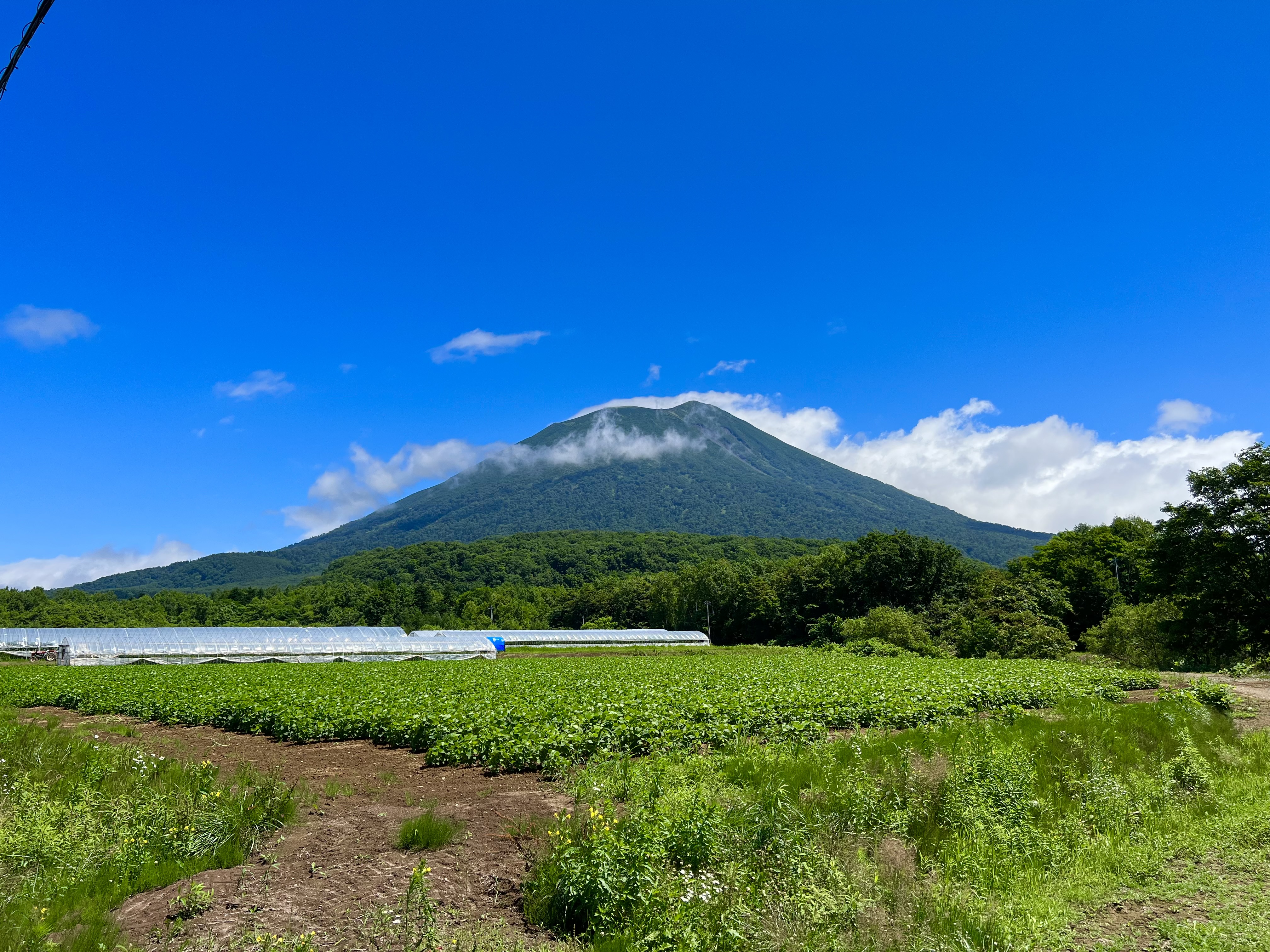 Mt. Yotei rising above Hokkaido farmland