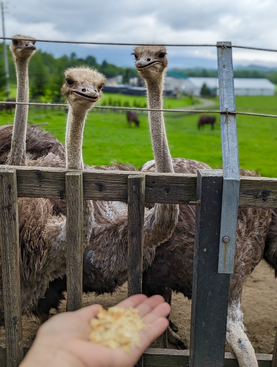 Three ostriches pressing their faces through the fence, one very close, eyeing a hand offering feed