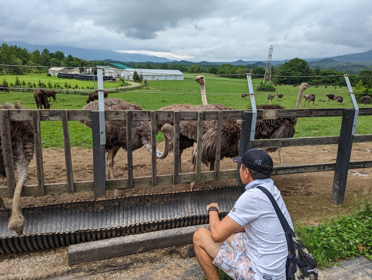 John crouching at the ostrich fence at the farm, ostriches and other animals grazing behind him across the green Hokkaido hills