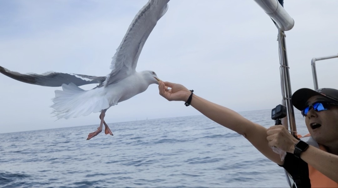 John with arm extended feeding a seagull mid-flight off the cruise boat, the bird's wings spread wide, Sea of Japan behind